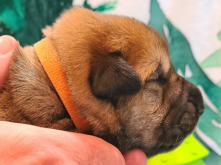 chinook puppy